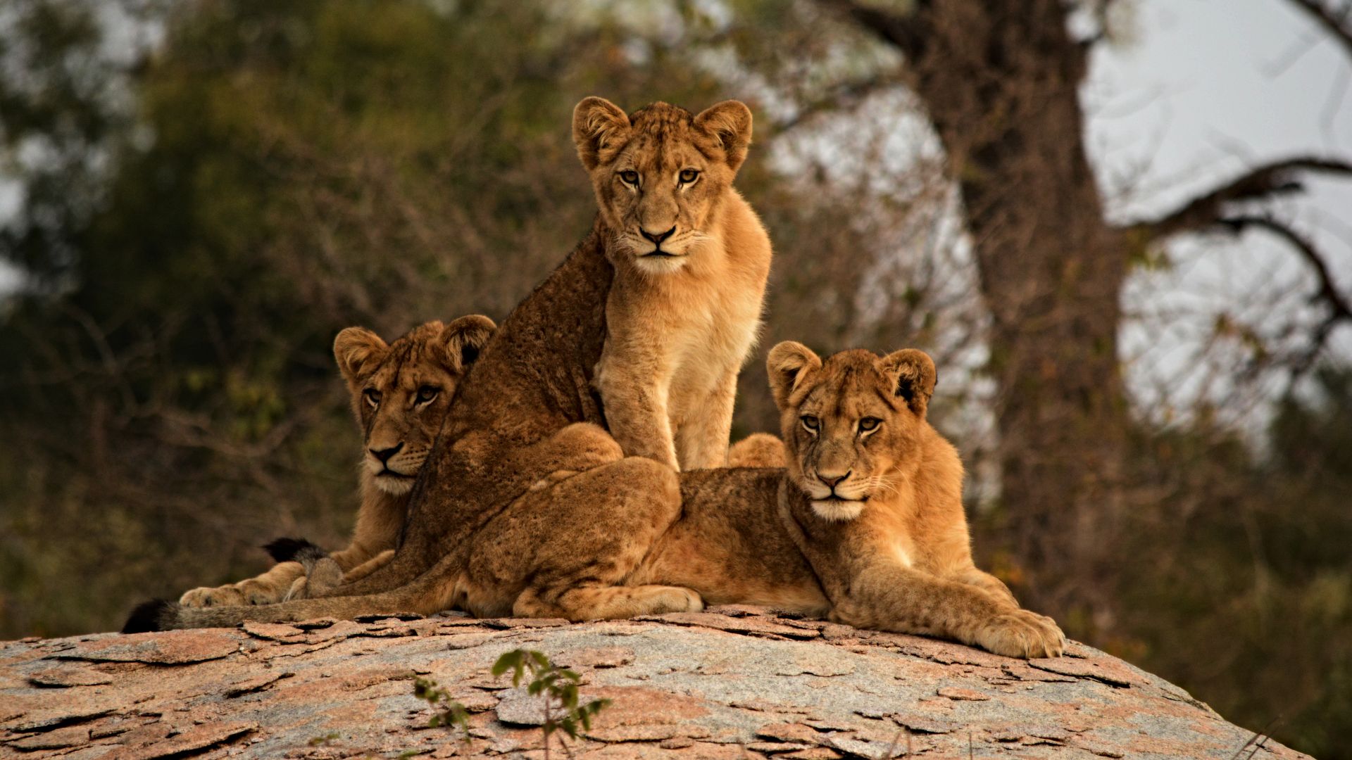 home-south-africa-diego-morales-NWwv0ETyzxc-unsplash-1920x1080